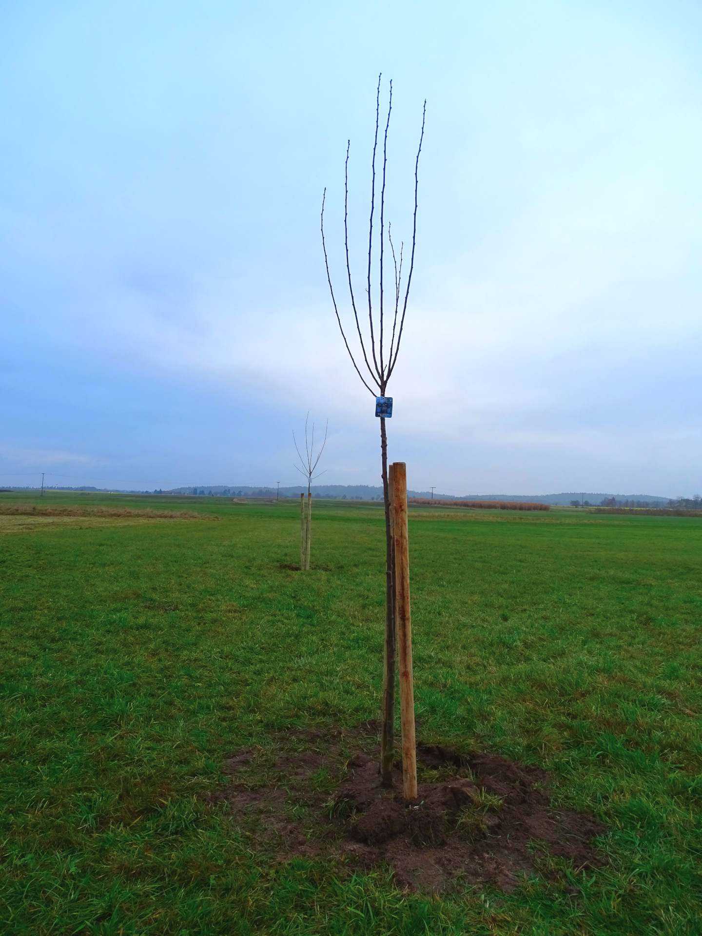 Obstbaumpflanzung Kornburg Baum