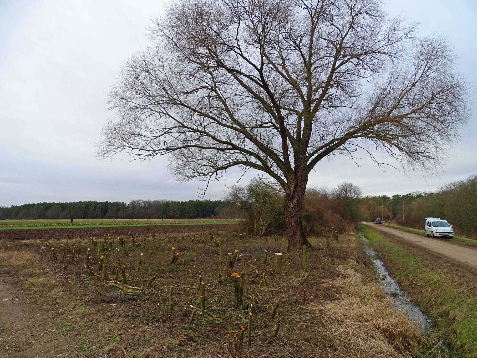 Heckenpflege Neunhof1